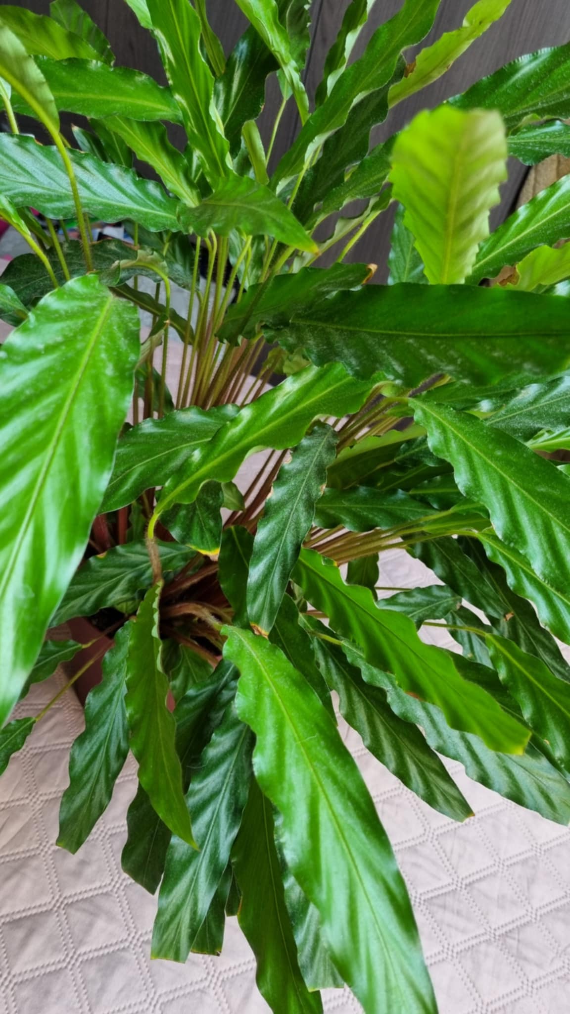 Fluweel Calathea